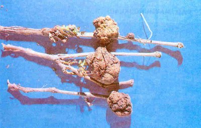 Asmalarda kanser hastalığının oluşturduğu tümörler